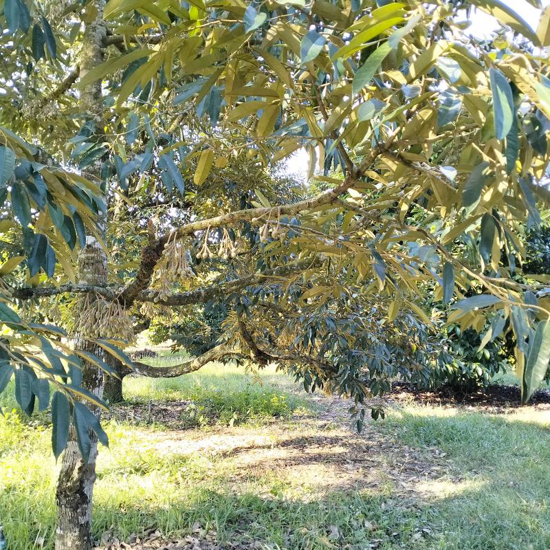 ที่ดิน 28000000 จันทบุรี นายายอาม นายายอาม