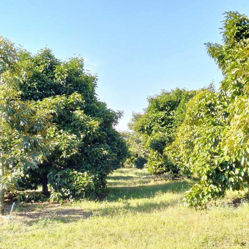 ที่ดิน 28000000 จันทบุรี นายายอาม นายายอาม