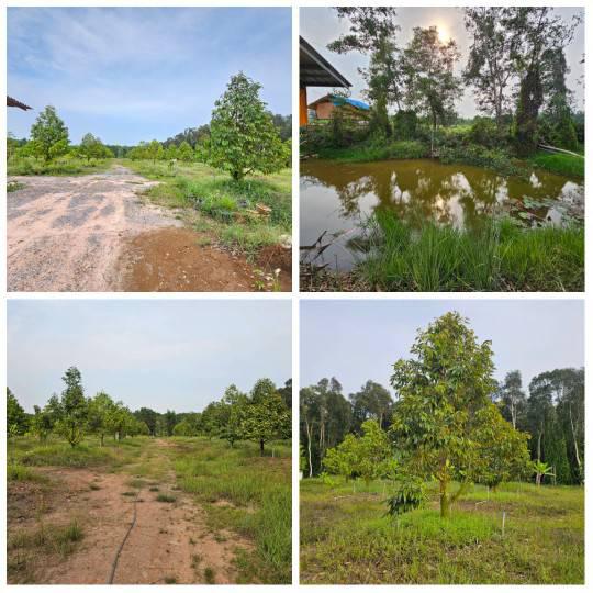 ไร่สวน 7000000 จันทบุรี ท่าใหม่ รำพัน